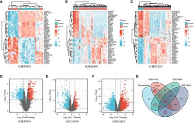 GLT8D2 is a prognostic biomarker and regulator of immune cell infiltration in gastric cancer